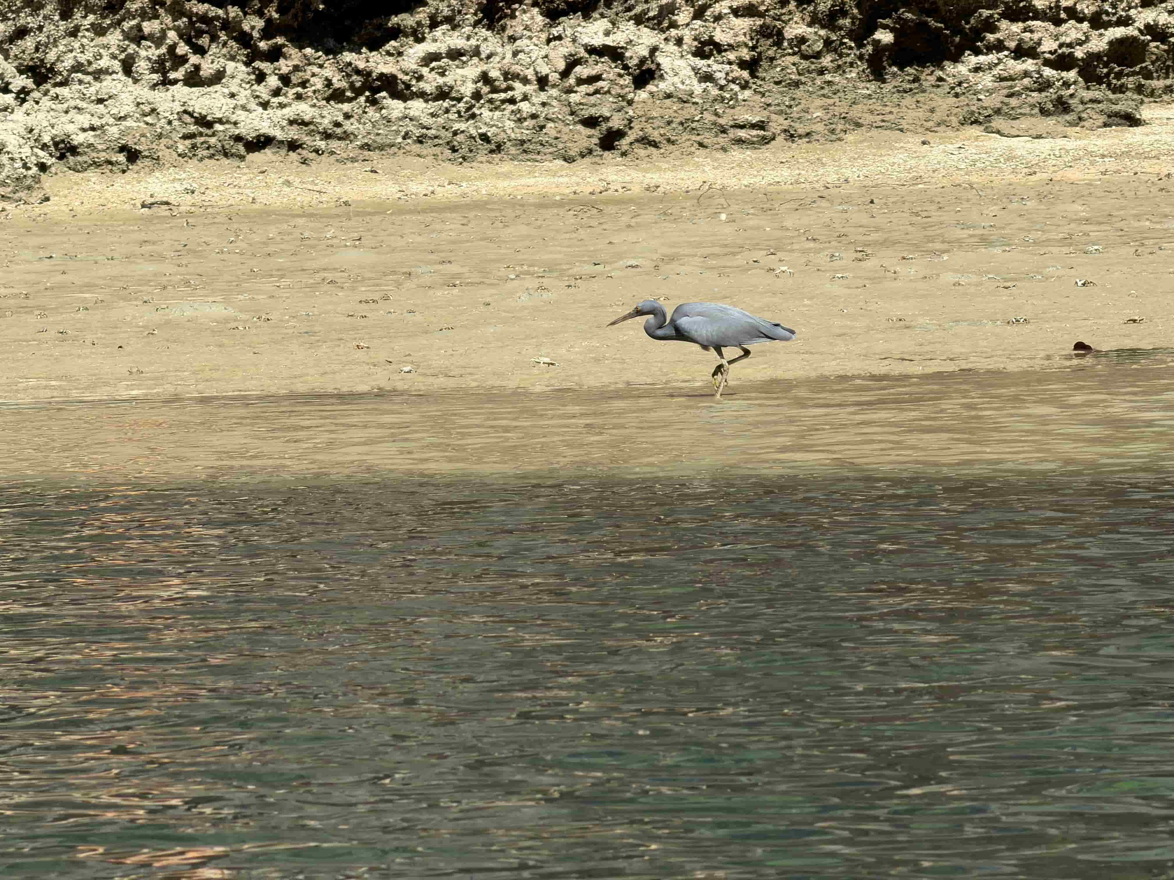 Bird — Phuket
