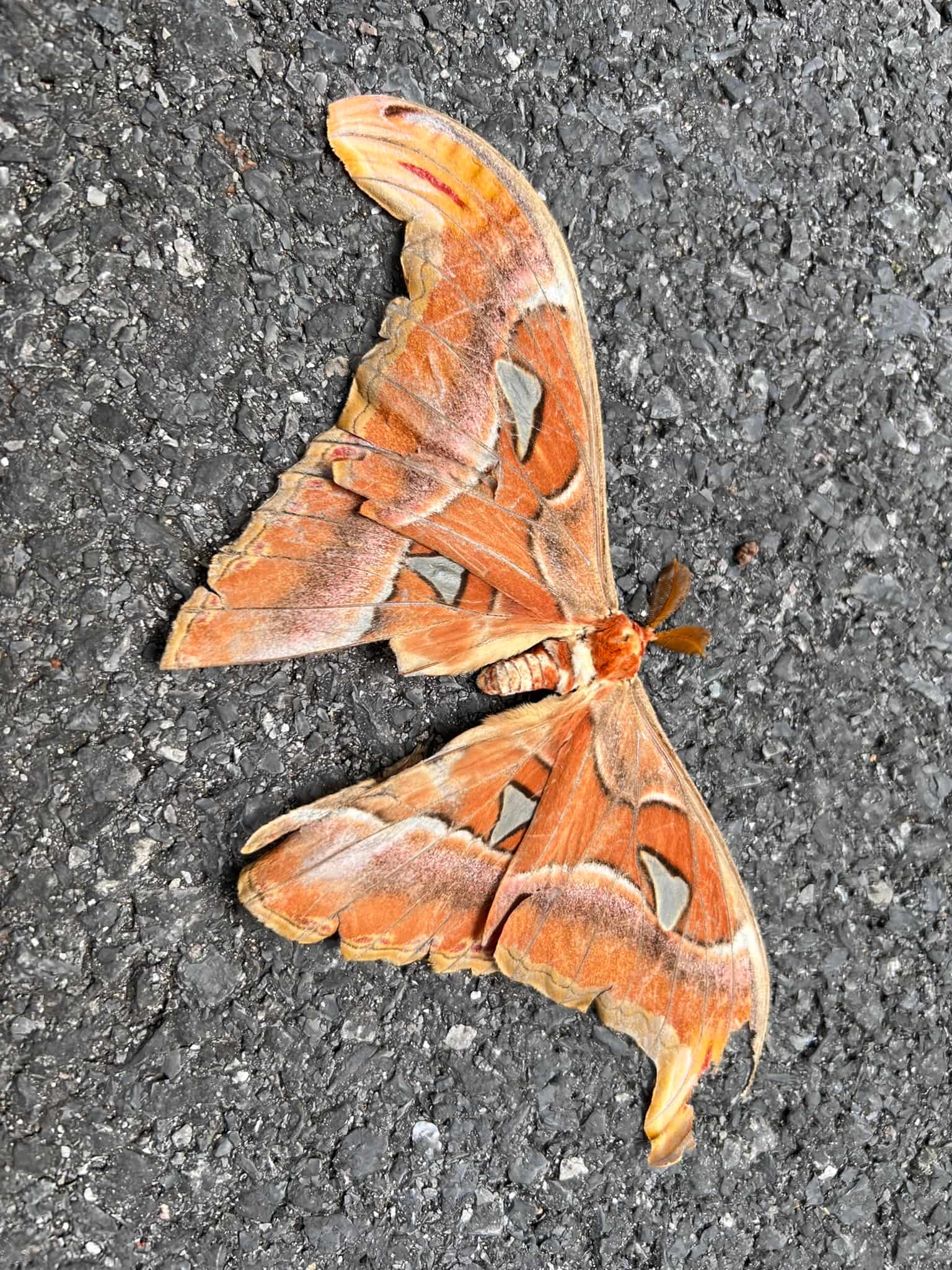 Butterfly — Phuket