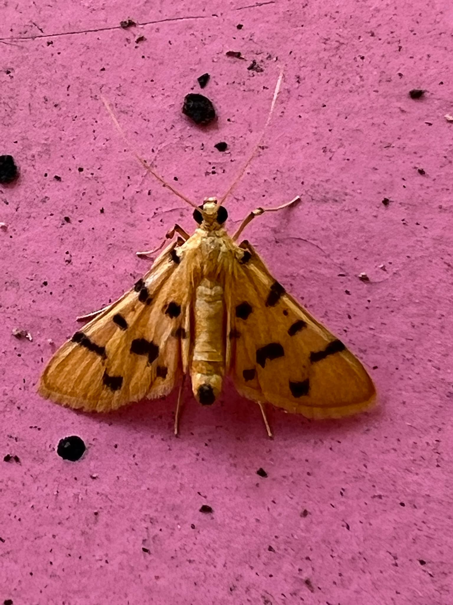 Butterfly 3 — Phuket