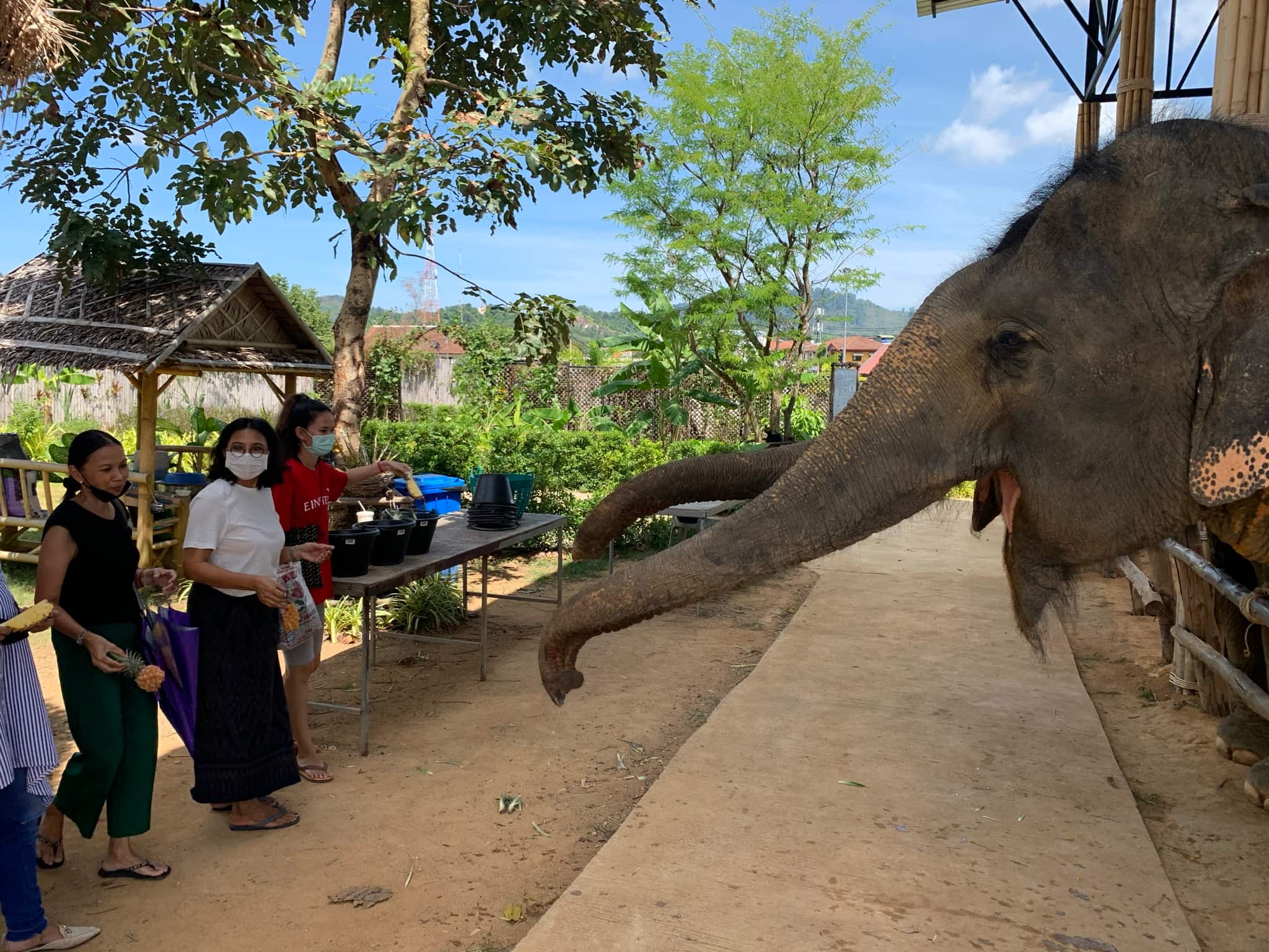 Elephant Encounter 2 — Phuket
