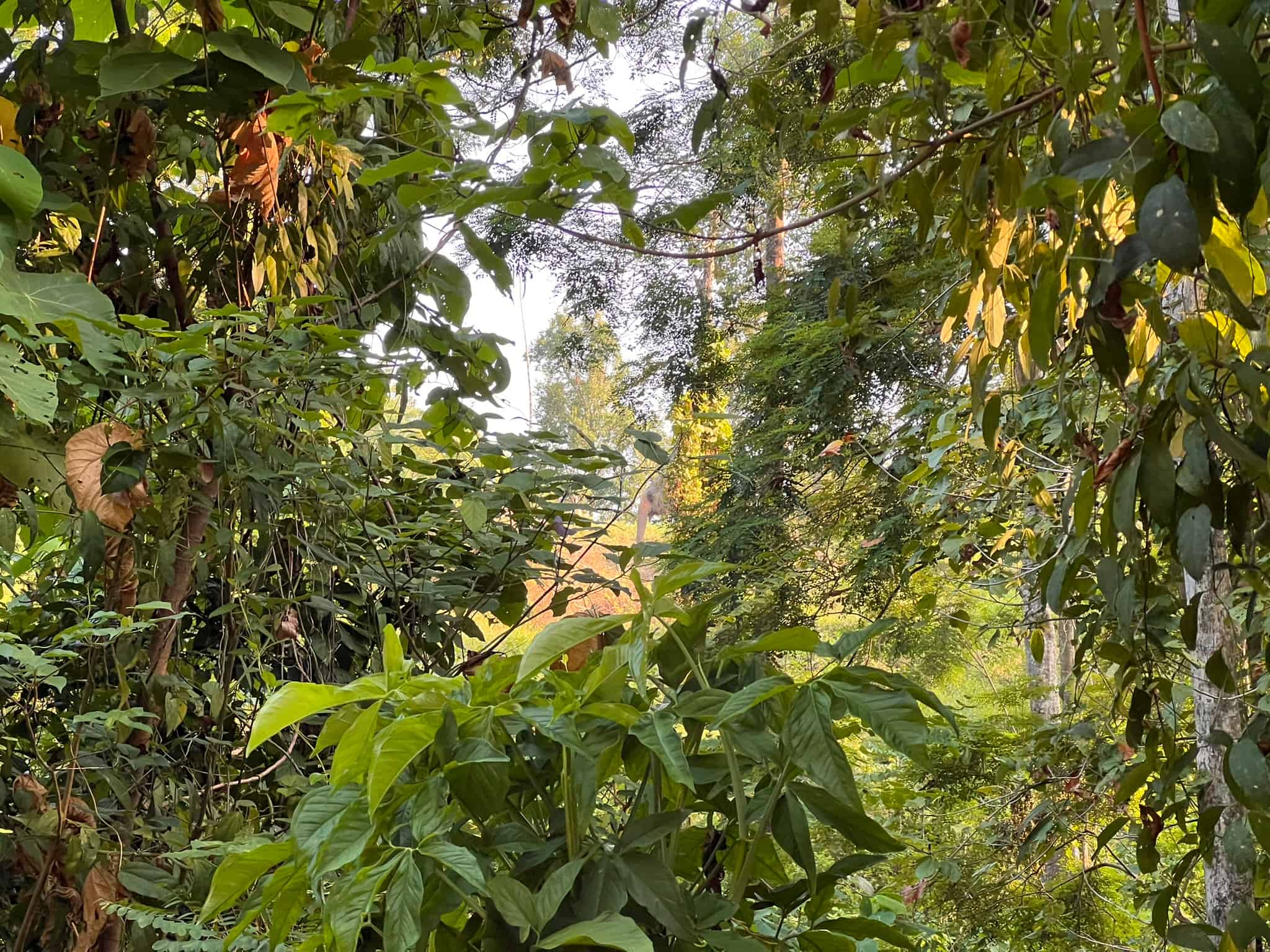 Can You Find the Elephant? — Phuket