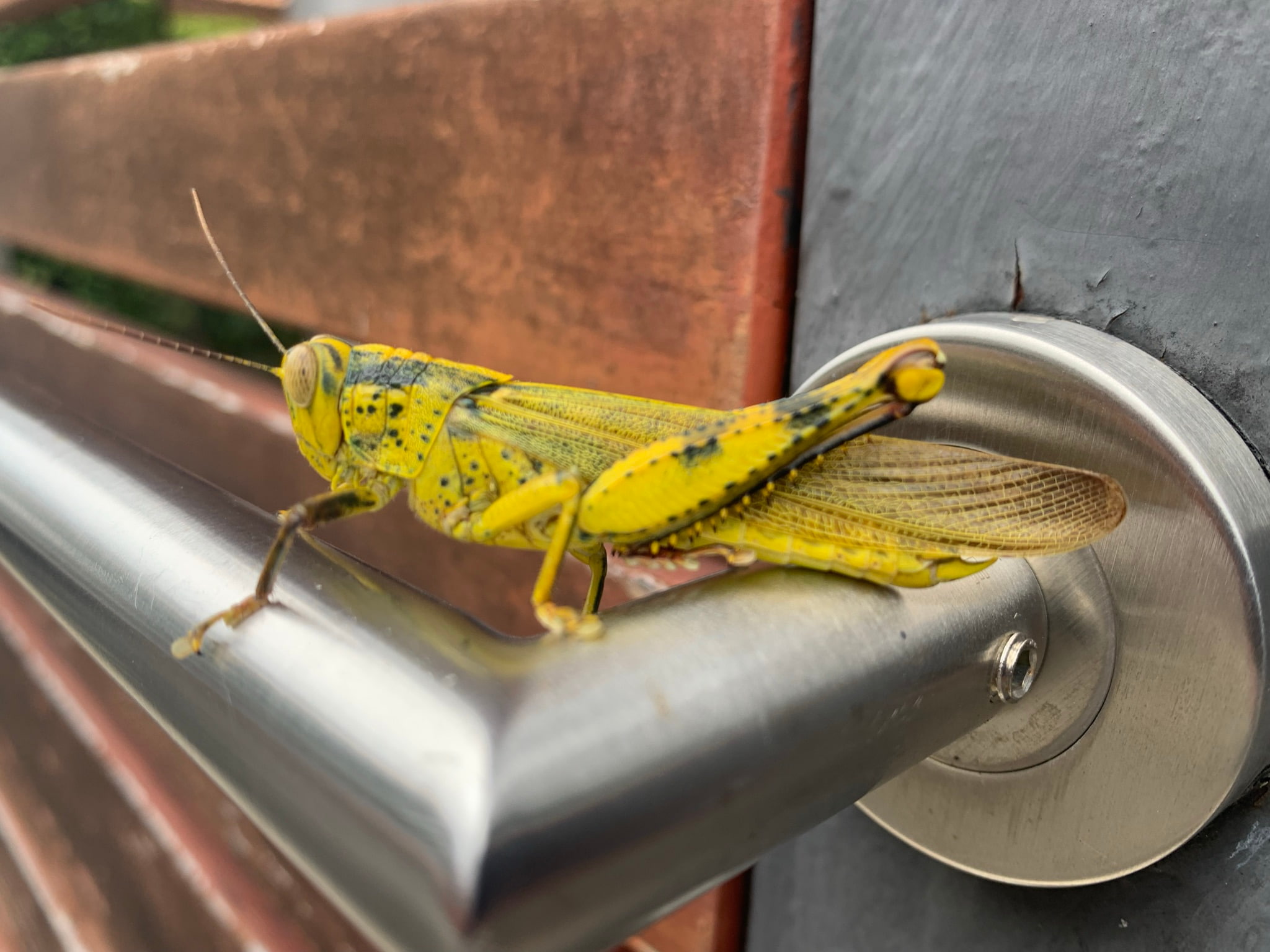 Grasshopper — Phuket