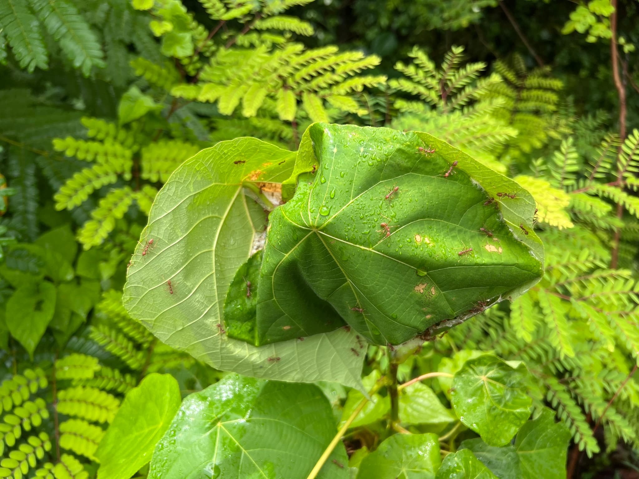 Red Ants Nest — Phuket