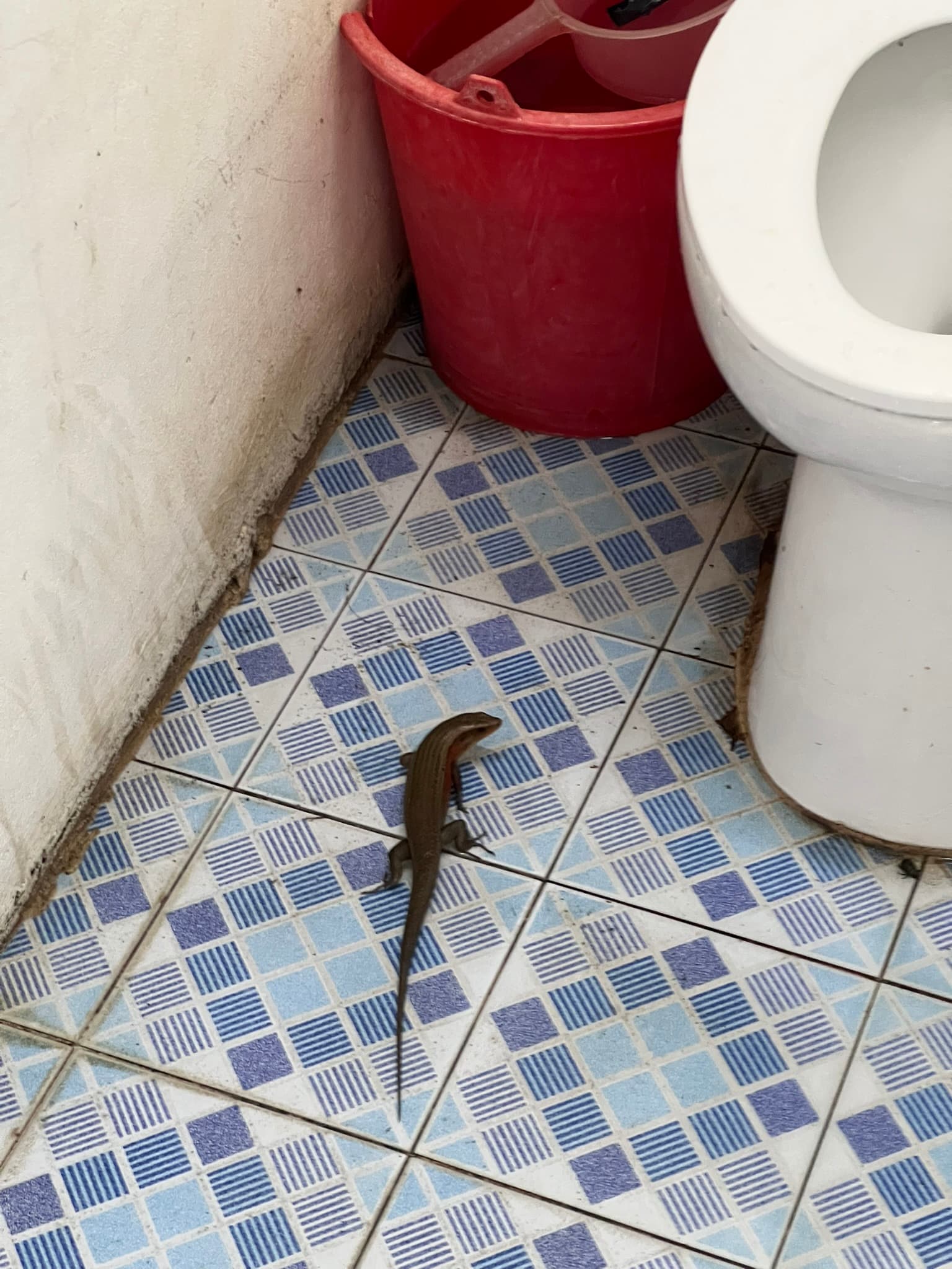 Red Head Lizard — Phuket