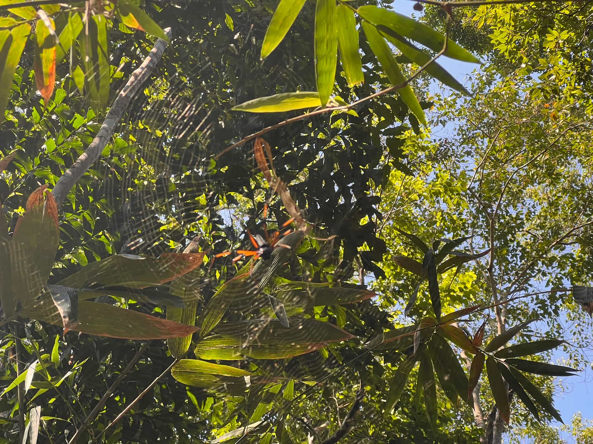 Spider — Phuket
