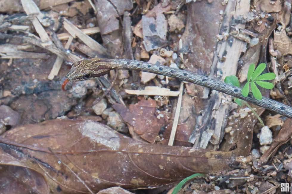 Tiny Snake — Phuket