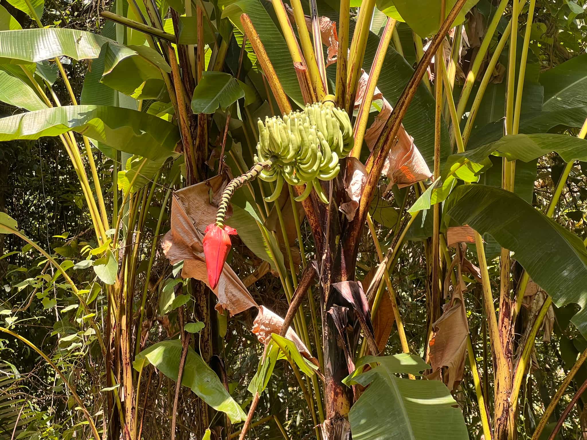 Bananas — Phuket, Thailand