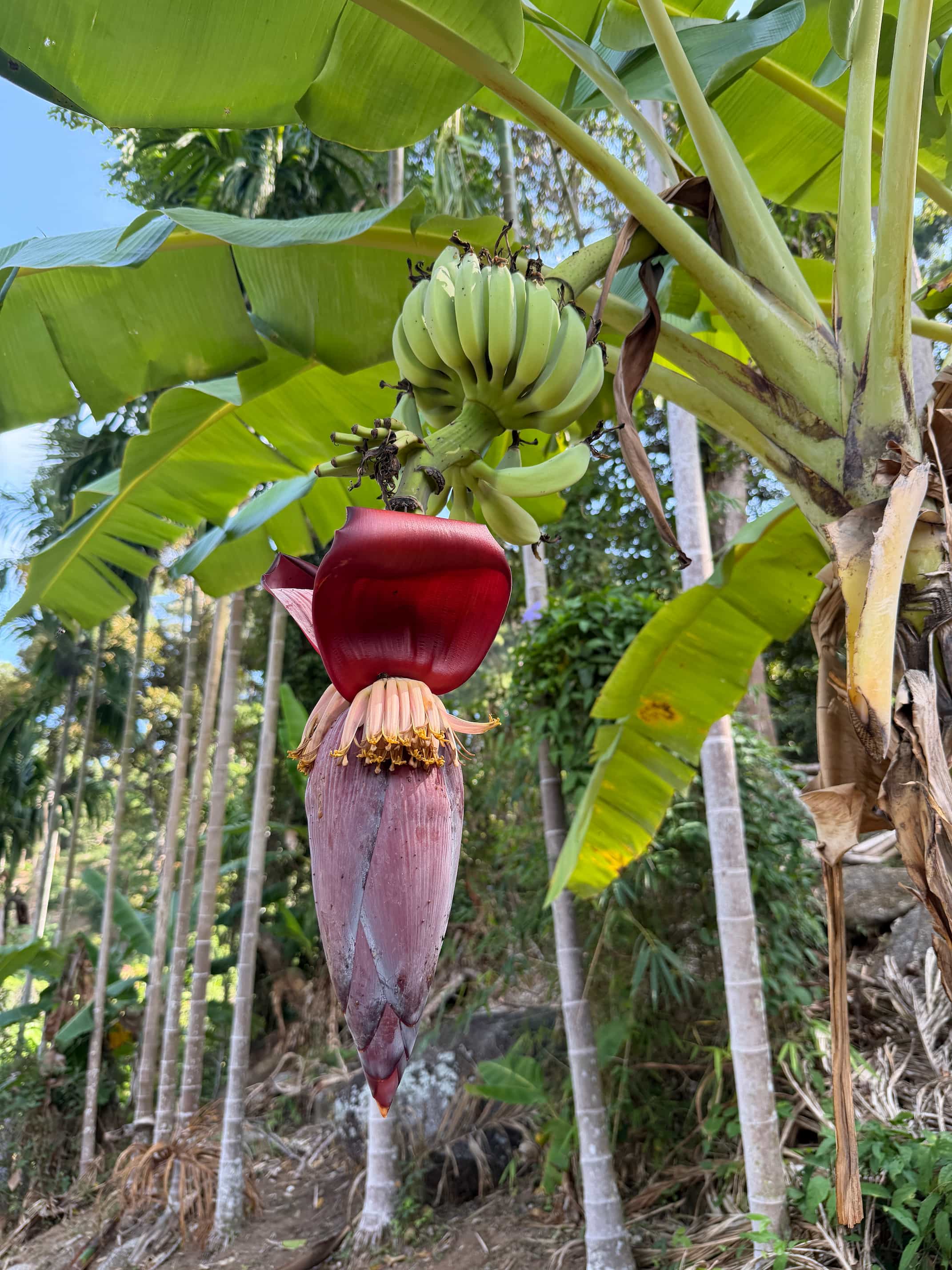 Bananas — Phuket, Thailand