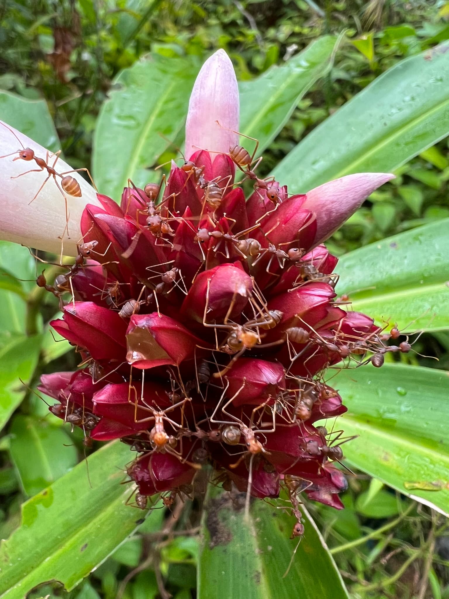 Flower with Ants — Phuket, Thailand