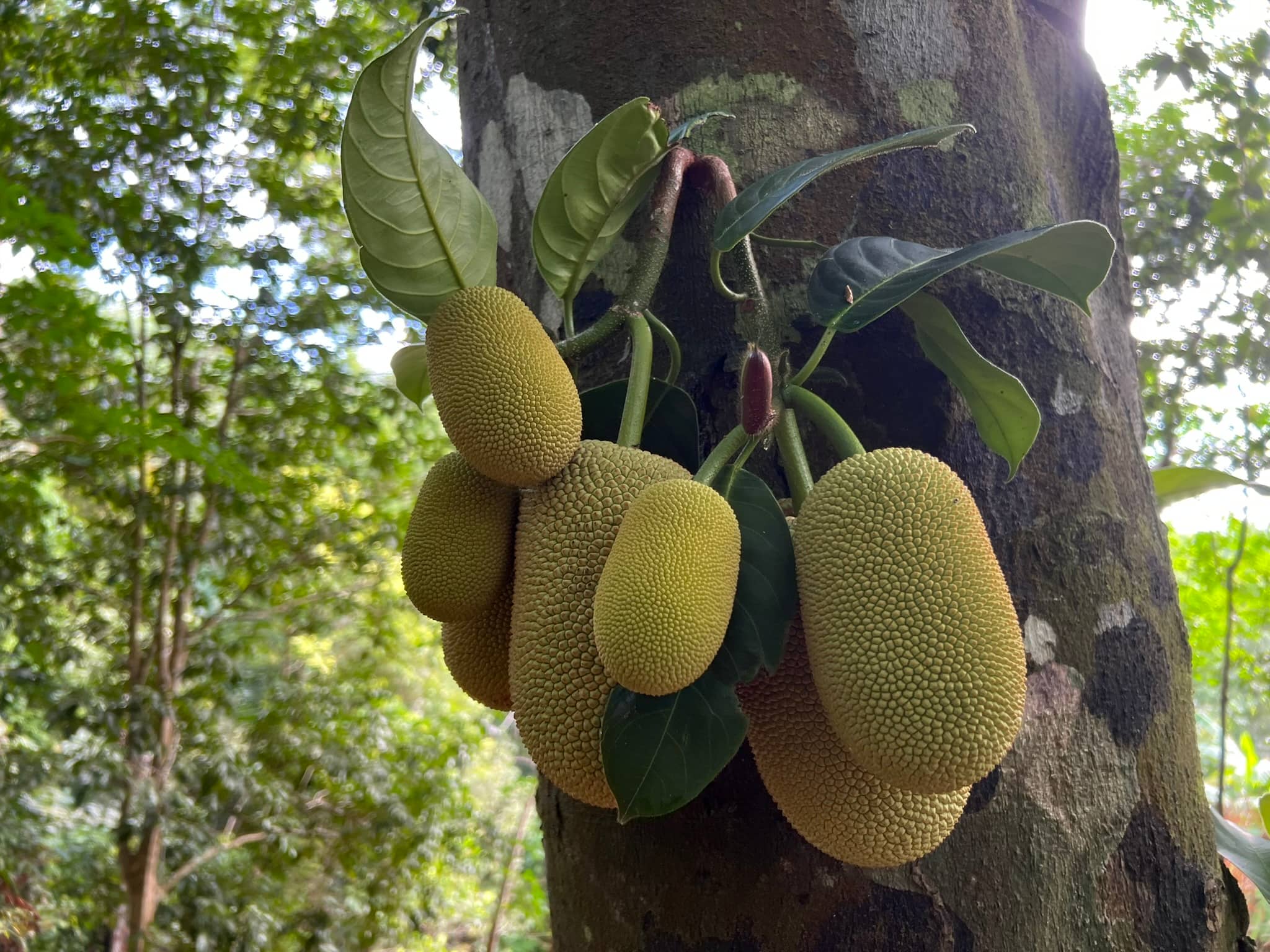 Fruits — Phuket, Thailand