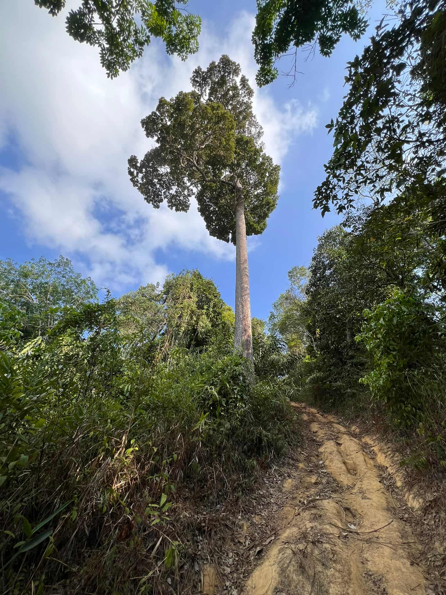 Huge Tree — Phuket, Thailand
