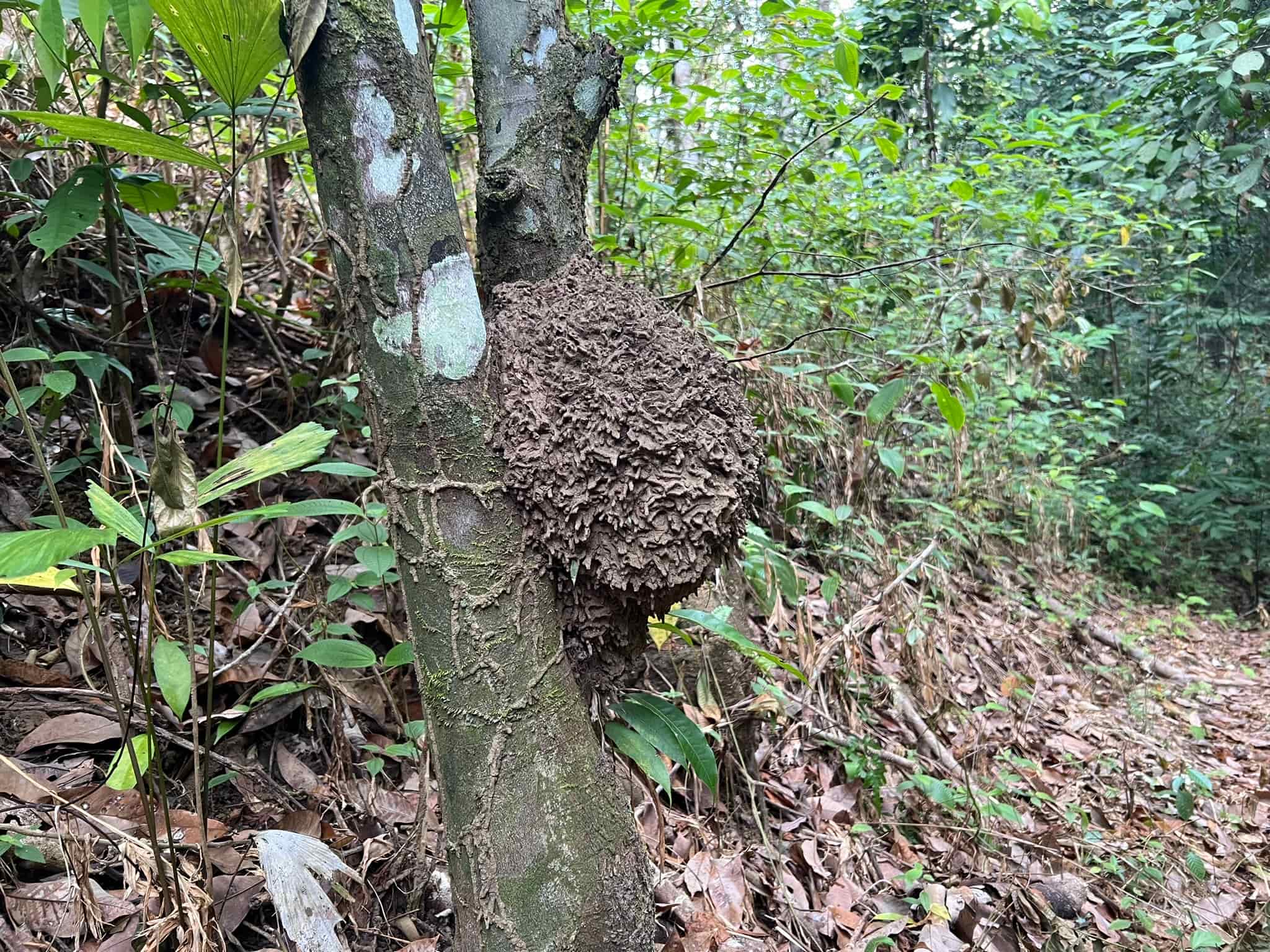 Termites Nest — Phuket, Thailand