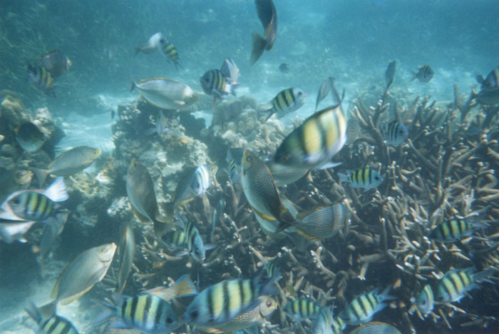 Hin Daeng — Koh Phi Phi