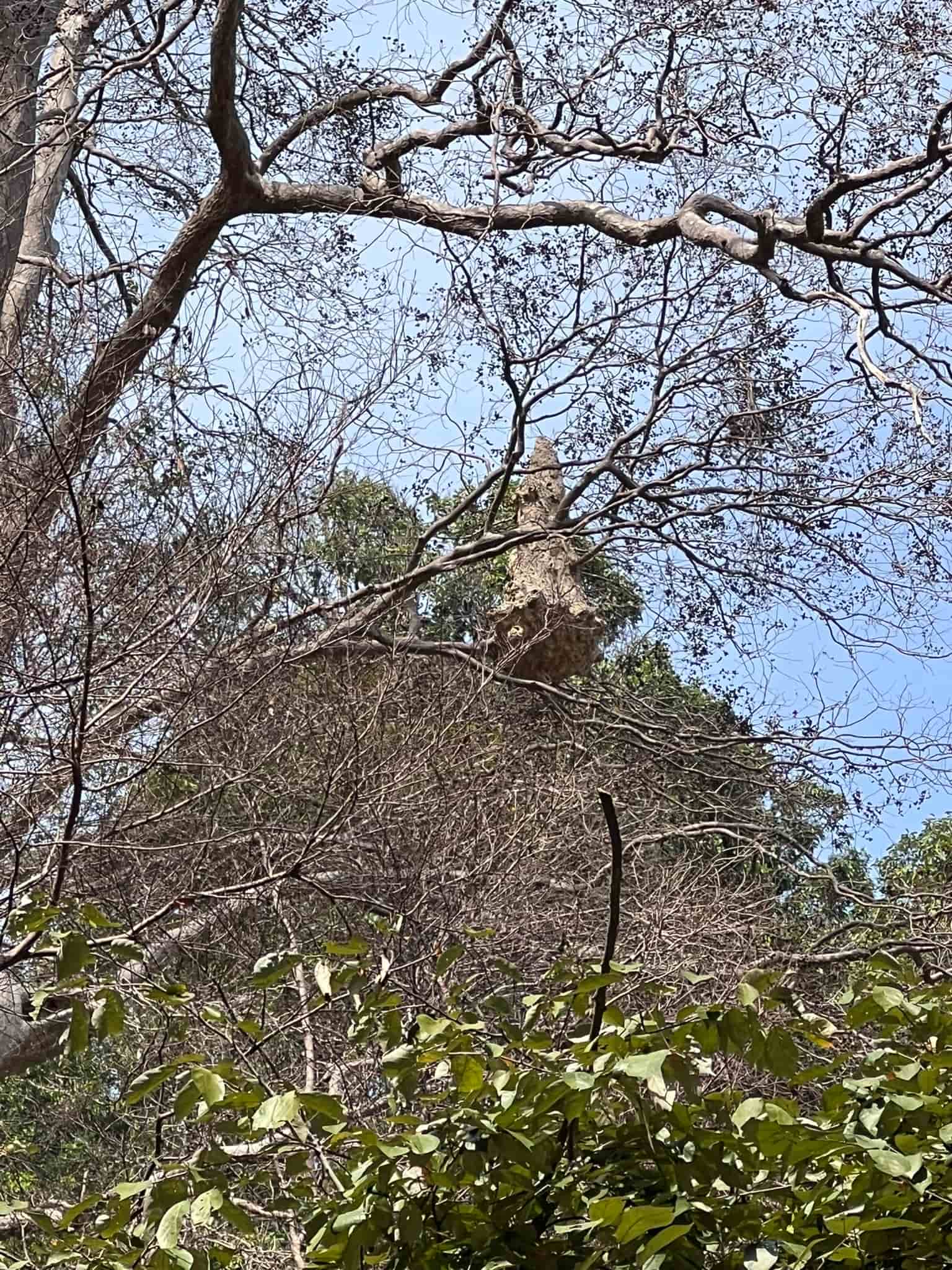 Weird Nest — Koh Lanta